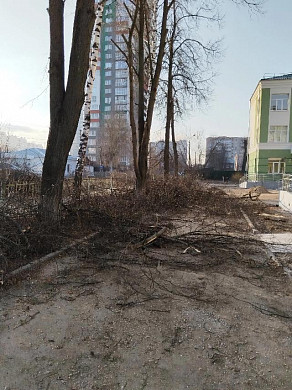 Незаконно спиленные деревья до сих пор не убрали